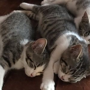 Meet your Posher, Petal